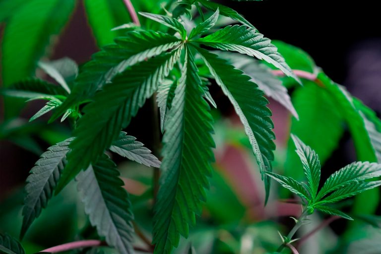 Legalidad del CBD en competiciones profesionales El interés por el CBD en el deporte profesional no deja de crecer. Cada vez más atletas buscan alternativas naturales que les ayuden a mejorar la recuperación muscular, gestionar el estrés competitivo y cuidar su salud física sin incumplir la normativa antidopaje. Sin embargo, aún existen dudas sobre si el CBD es legal en competiciones profesionales y bajo qué condiciones puede utilizarse. Actualmente, la respuesta es clara: el CBD está permitido en el deporte profesional desde el 1 de enero de 2020, siempre que se cumplan ciertos requisitos. Conocer el marco legal y las recomendaciones oficiales es clave para evitar riesgos innecesarios. CBD y deporte profesional: contexto actual El CBD (cannabidiol) es un compuesto natural presente en la planta del cannabis que no tiene efectos psicoactivos. A diferencia del THC, no altera la percepción ni produce euforia, lo que lo ha convertido en un ingrediente cada vez más utilizado en el ámbito deportivo. H4: ¿Por qué los deportistas utilizan CBD? El uso del CBD entre deportistas profesionales y amateurs se relaciona principalmente con: Recuperación muscular tras entrenamientos intensos Gestión de la inflamación y molestias articulares Mejora del descanso y la calidad del sueño Reducción del estrés y la ansiedad competitiva Estas propiedades han despertado el interés de disciplinas tan diversas como el fútbol, el atletismo, el crossfit, los deportes de contacto o el ciclismo profesional. ¿El CBD es una sustancia dopante? Durante años, el CBD estuvo rodeado de incertidumbre legal debido a su relación con el cannabis. Sin embargo, esta situación cambió de forma decisiva en 2020. H4: Decisión de la Agencia Mundial Antidopaje (AMA) Desde el 1 de enero de 2020, la Agencia Mundial Antidopaje (WADA/AMA) excluyó el CBD de la lista de sustancias prohibidas, permitiendo su uso en todas las competiciones profesionales y federadas. Este cambio se produjo tras evaluar estudios científicos que confirmaban que el CBD: No mejora artificialmente el rendimiento deportivo No altera capacidades físicas ni cognitivas No supone un riesgo directo para la salud del atleta H4: Diferencia clave entre CBD y THC Es fundamental entender que solo el CBD está permitido. El THC y otros cannabinoides siguen estando prohibidos en competición. Por este motivo: Los productos deben ser CBD aislado o de espectro amplio sin THC El consumo de productos con trazas de THC puede dar positivo en un control antidopaje CBD y recuperación muscular en el deporte Uno de los campos donde el CBD ha ganado mayor protagonismo es en la recuperación deportiva. Tras sesiones de alta carga física, el cuerpo necesita procesos eficientes de reparación muscular y descanso. En este sentido, cada vez se habla más del papel del CBD para la recuperación muscular después de hacer deporte , especialmente en rutinas post-entrenamiento y fases de competición con poco tiempo de descanso entre pruebas. H4: Beneficios del CBD en la recuperación deportiva Dentro de un enfoque integral del rendimiento, el CBD puede contribuir a: Disminuir la sensación de fatiga muscular Favorecer la relajación tras el esfuerzo físico Mejorar el descanso nocturno, clave para la regeneración Complementar tratamientos de fisioterapia y estiramientos Es importante destacar que el CBD no sustituye a una correcta planificación del entrenamiento, la nutrición deportiva o el trabajo de recuperación activa, sino que actúa como complemento. Recomendaciones para deportistas profesionales Aunque el CBD es legal, su uso debe ser responsable, especialmente en el deporte profesional. H4: Consejos para evitar sanciones antidopaje Elegir marcas con certificados de análisis independientes Asegurarse de que el producto indique claramente “THC free” Evitar aceites o extractos de origen dudoso Consultar con médicos deportivos o responsables legales del equipo Estas precauciones son especialmente importantes en competiciones internacionales, donde los controles suelen ser más estrictos. Conclusión: CBD y deporte, una relación cada vez más normalizada La legalidad del CBD en competiciones profesionales ha marcado un antes y un después en el cuidado del deportista. Desde 2020, su uso está permitido en todos los deportes, lo que ha impulsado su integración en rutinas de recuperación, bienestar y manejo del estrés competitivo. Bien utilizado y con productos de calidad, el CBD se consolida como una herramienta válida para deportistas que buscan cuidar su cuerpo sin infringir la normativa antidopaje, siempre desde un enfoque responsable, informado y profesional.